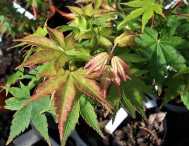 Acer palmatum 'Dixie Delight' - mapleridgenursery